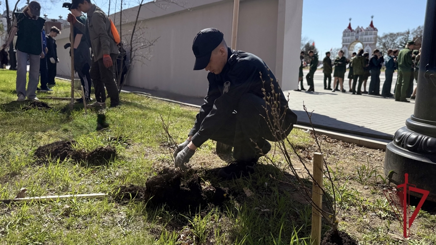 Сотрудники ОМОН «УРАН» высадили кустарники кизильника возле площади Победы в Благовещенске